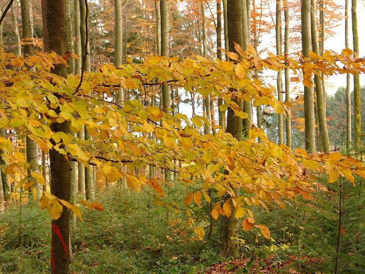 Schwarzwaelder Ferienwohnungen Seelbach  Exteriér fotografie