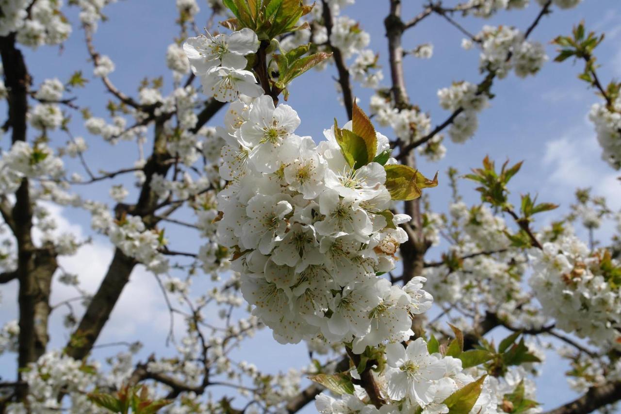Schwarzwaelder Ferienwohnungen Seelbach  Exteriér fotografie
